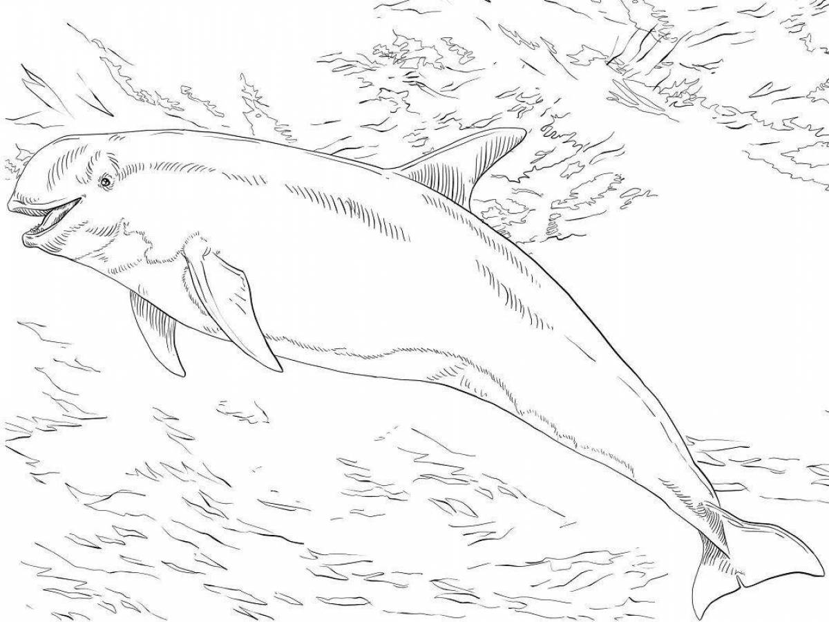 Playful bottlenose dolphin coloring