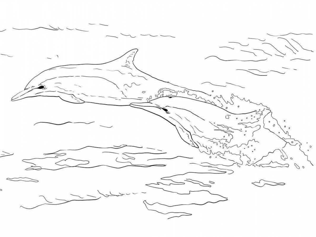Fine bottlenose dolphin coloring