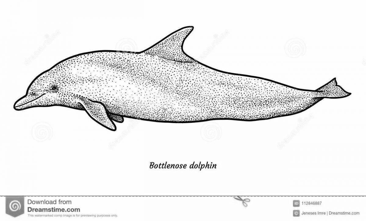 Charming bottlenose dolphin coloring book