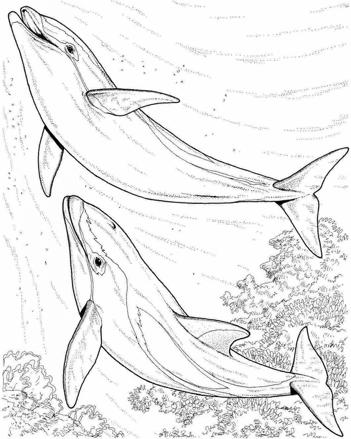 Radiant bottlenose dolphin coloring