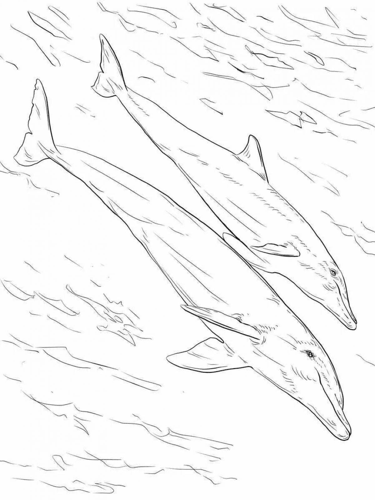 Serene bottlenose dolphin coloring