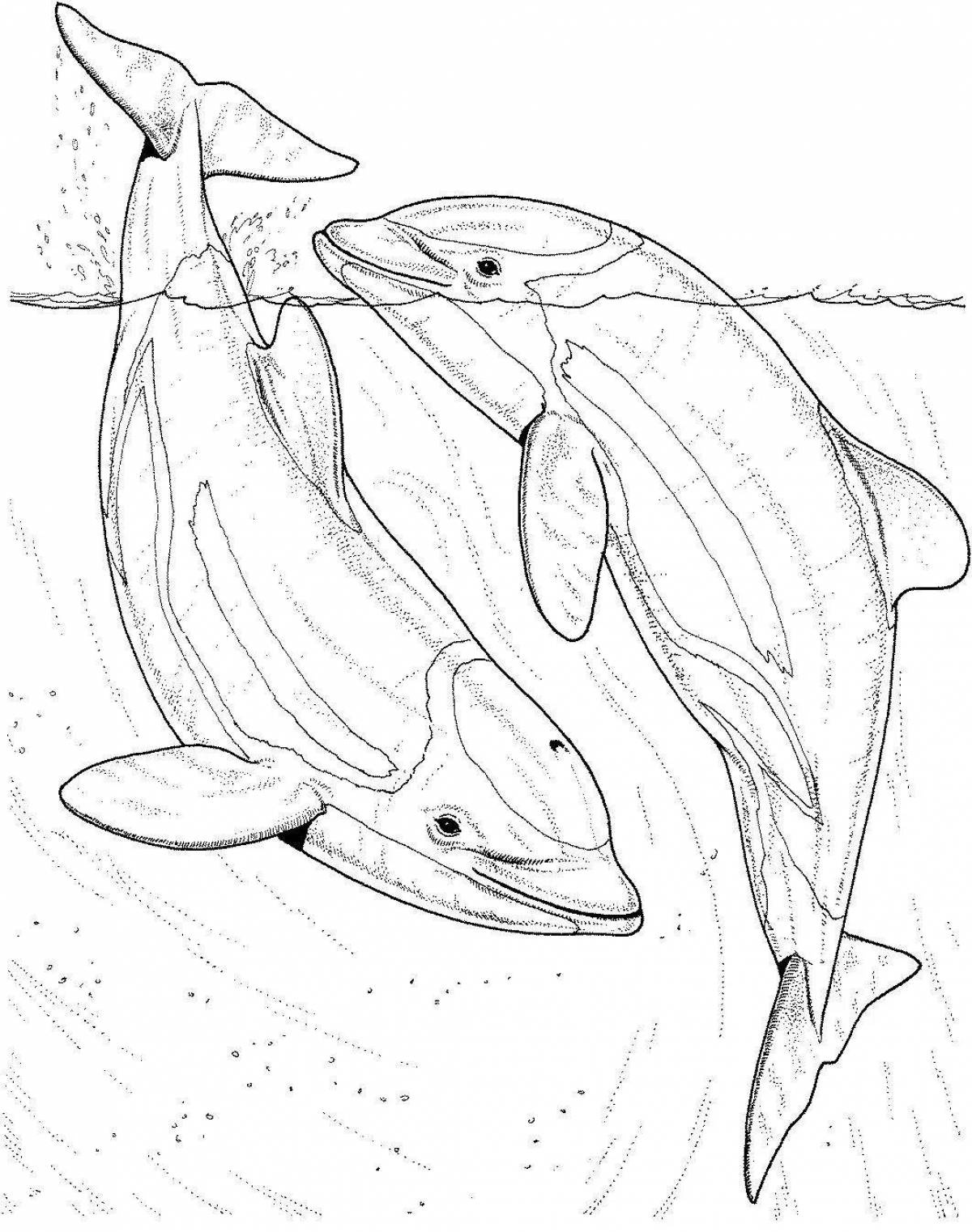 Fun coloring bottlenose dolphin