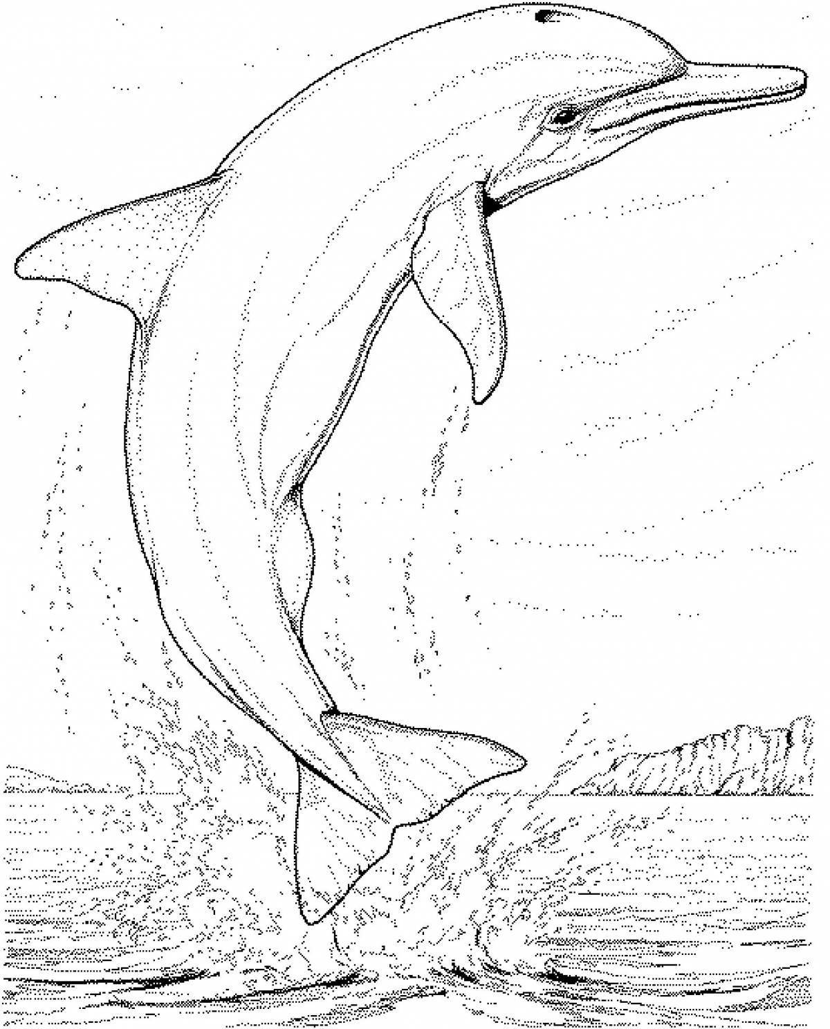 Wonderful bottlenose dolphin coloring