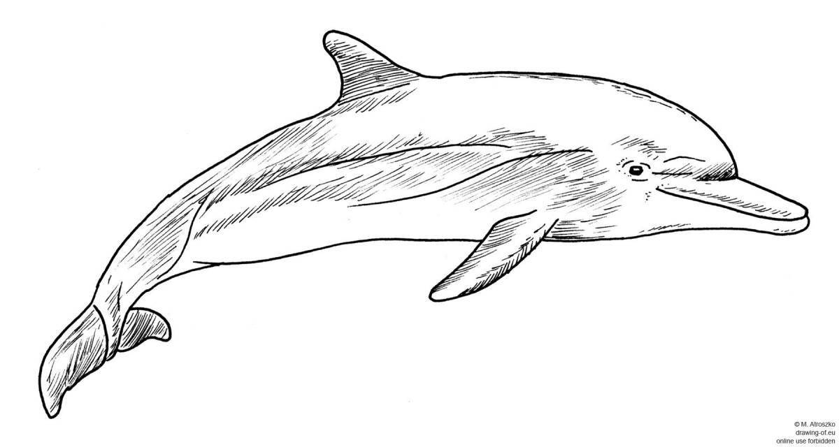 Attractive bottlenose dolphin coloring