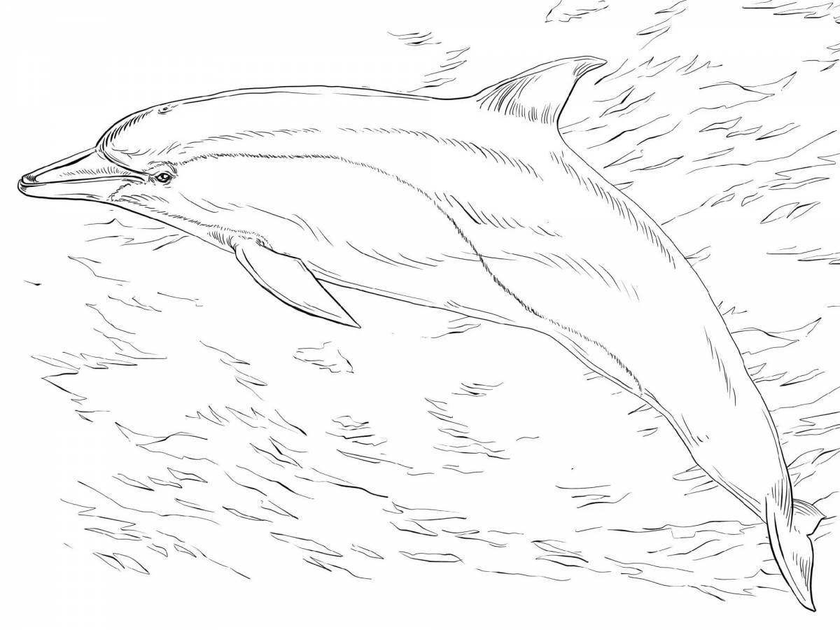 Divine bottlenose dolphin coloring