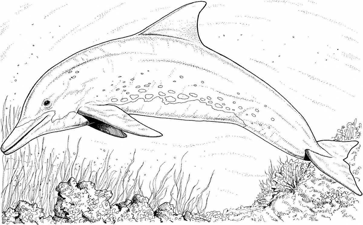 Sublime coloring page bottlenose dolphin