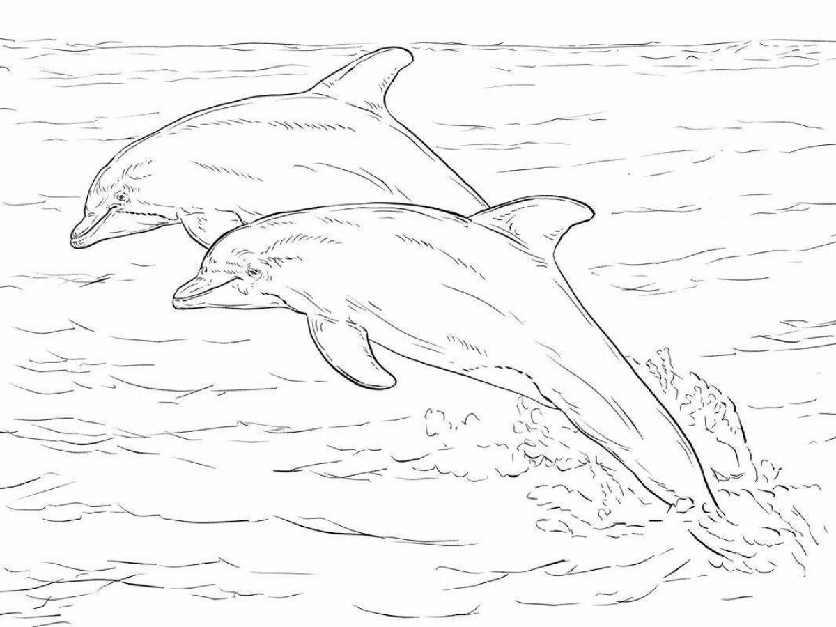 Exotic bottlenose dolphin coloring