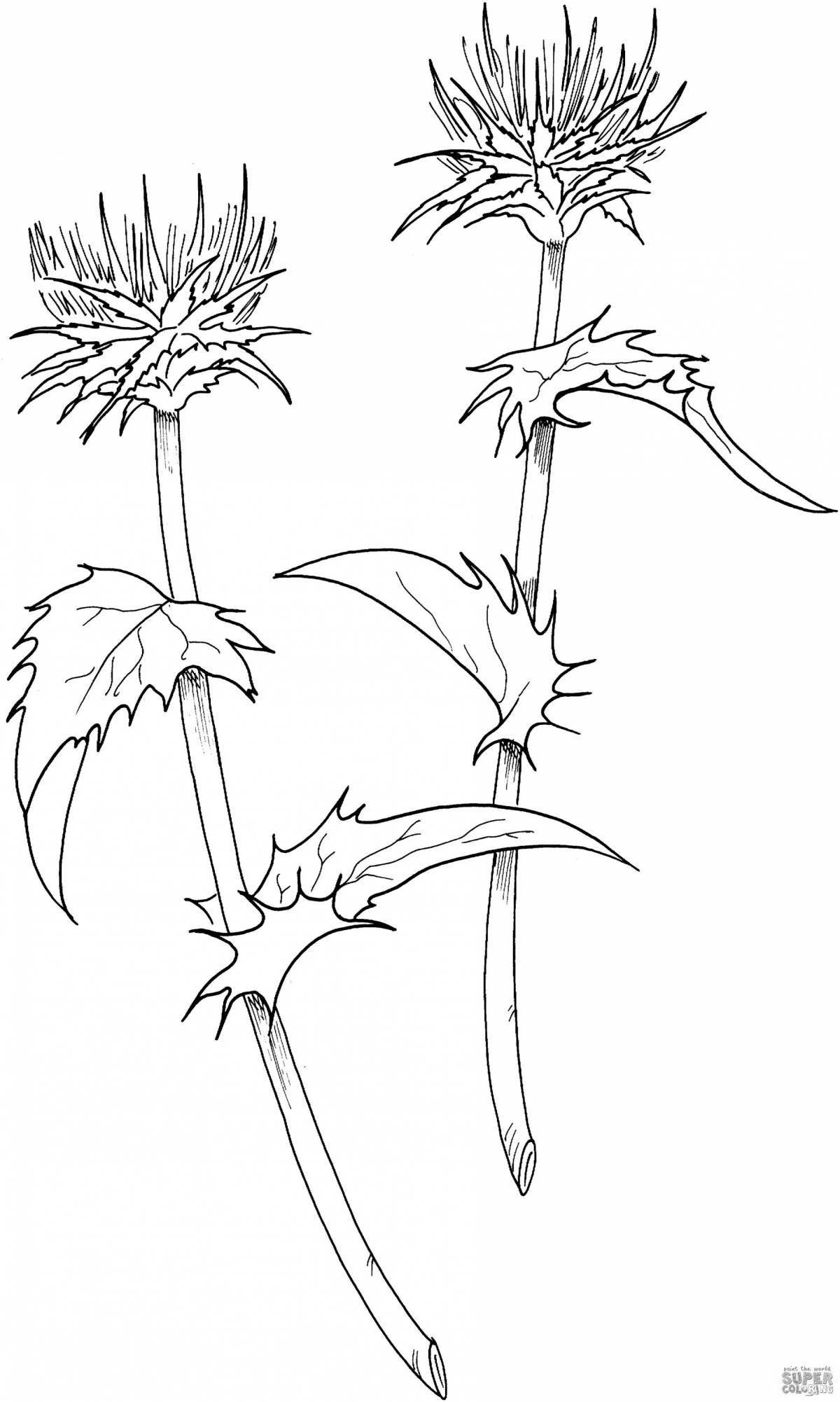 Colorful thistle coloring page