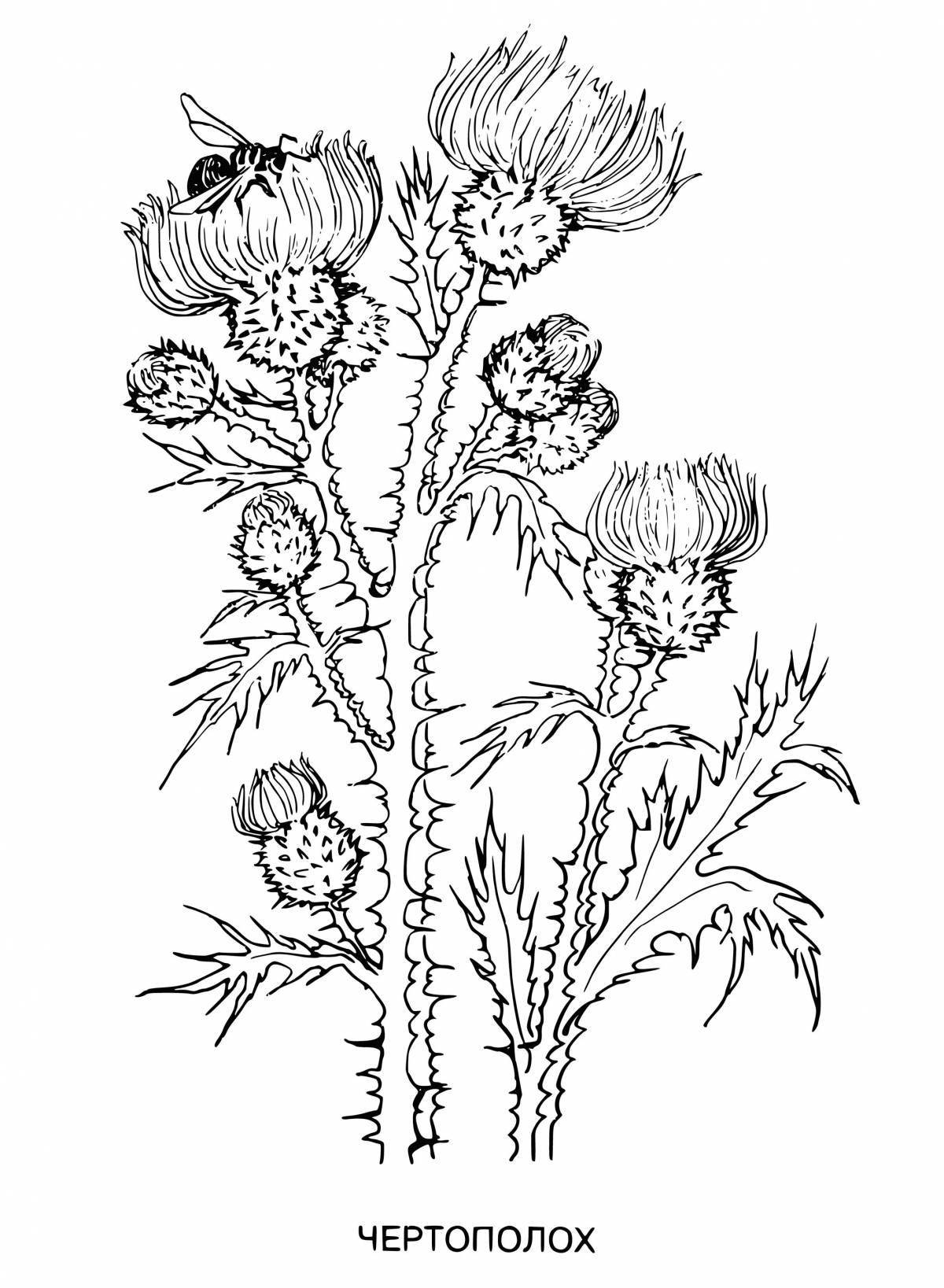 Bright thistle coloring page