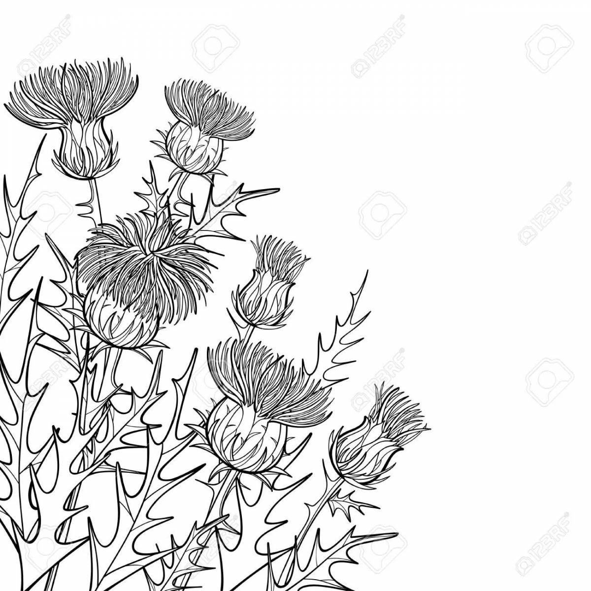 Majestic thistle coloring page