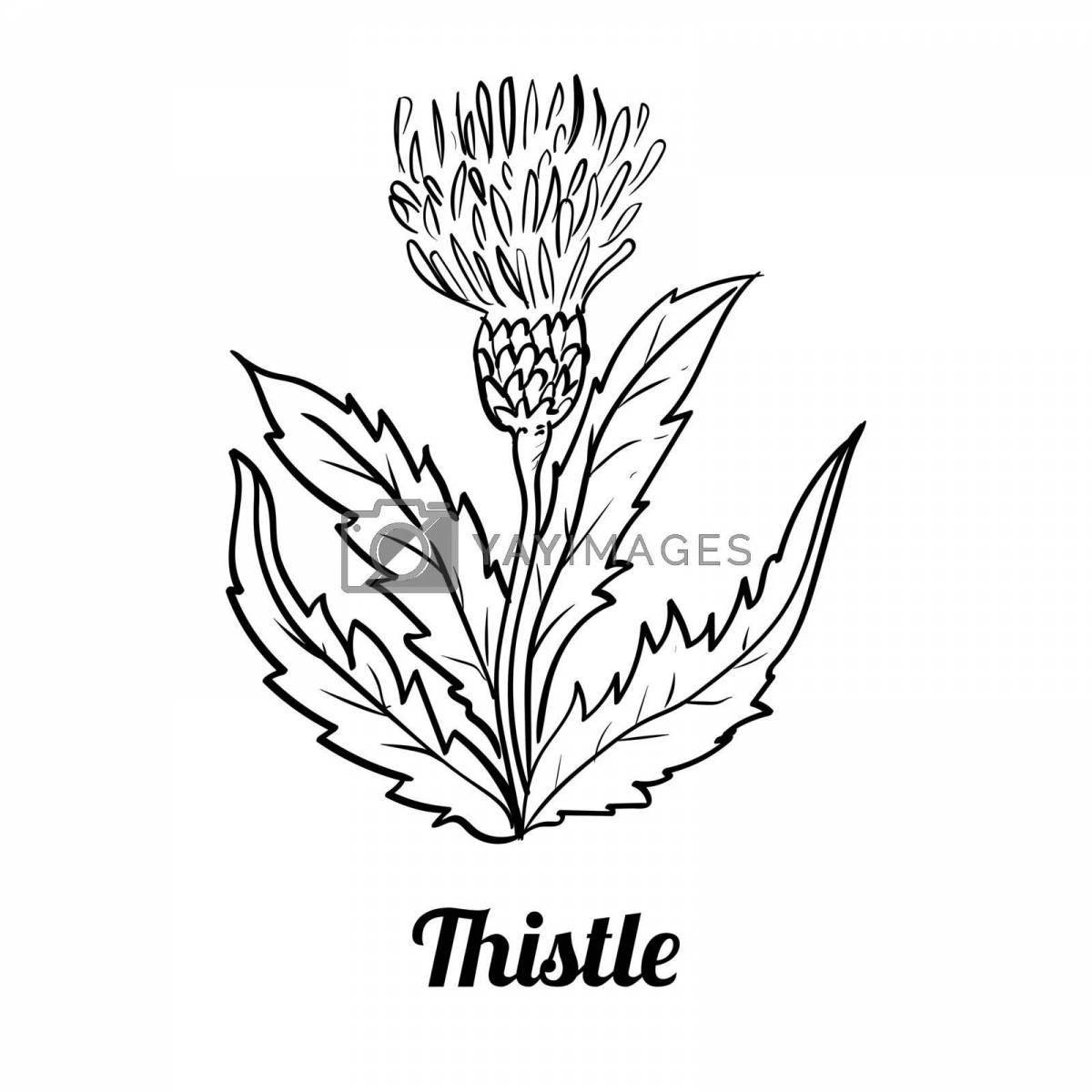 Charming thistle coloring book