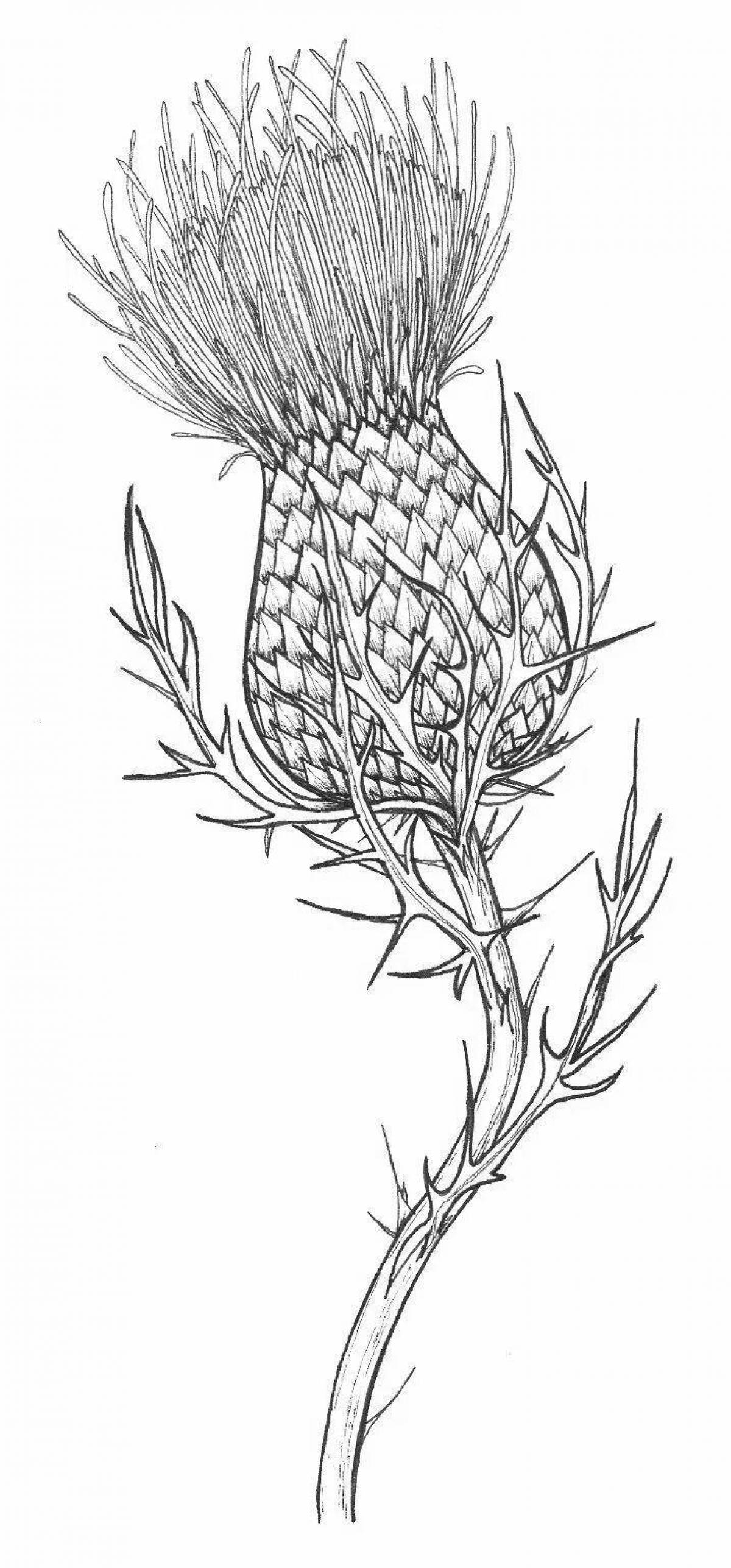 Great thistle coloring book