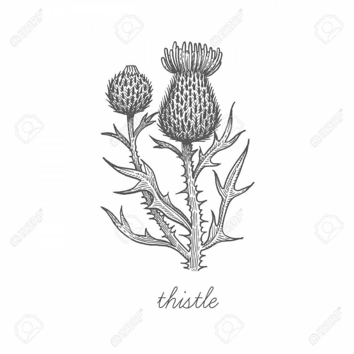 Radiant thistle coloring page