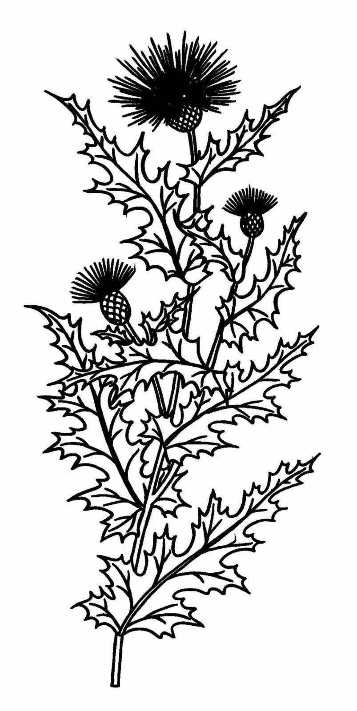 Rampant thistle coloring page