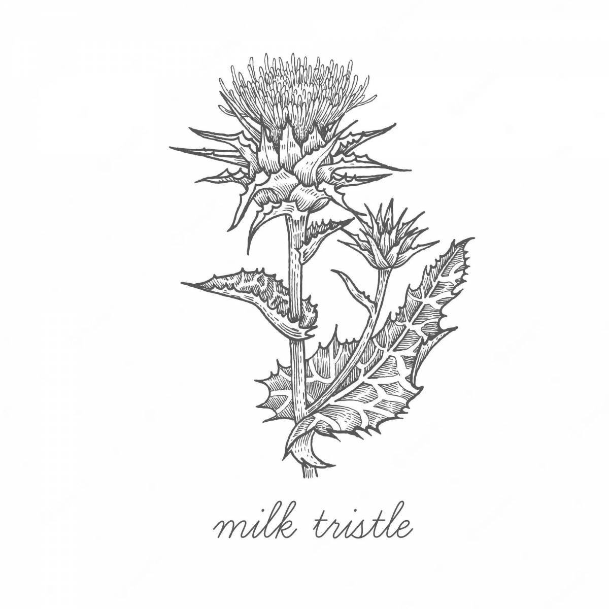 Fun thistle coloring