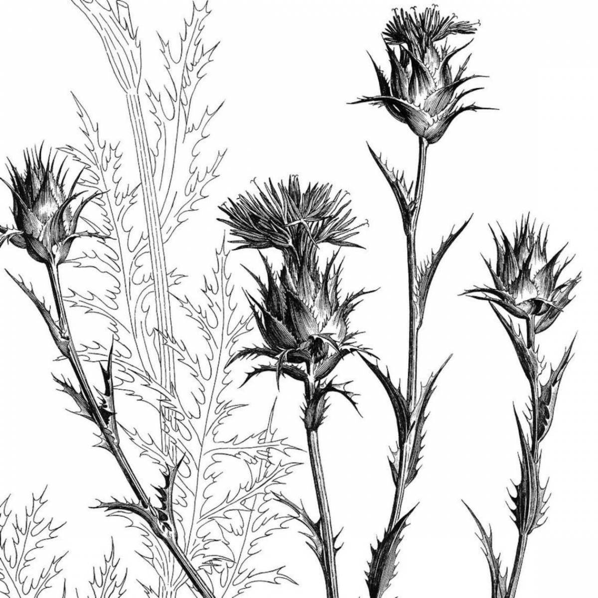 Beautiful thistle coloring page