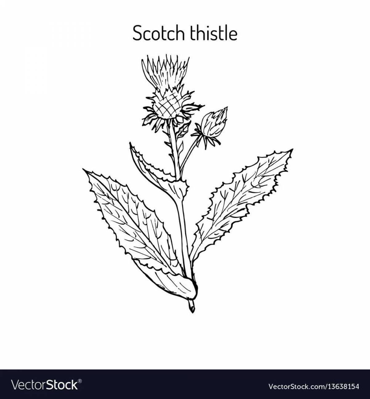 Coloring page graceful thistle