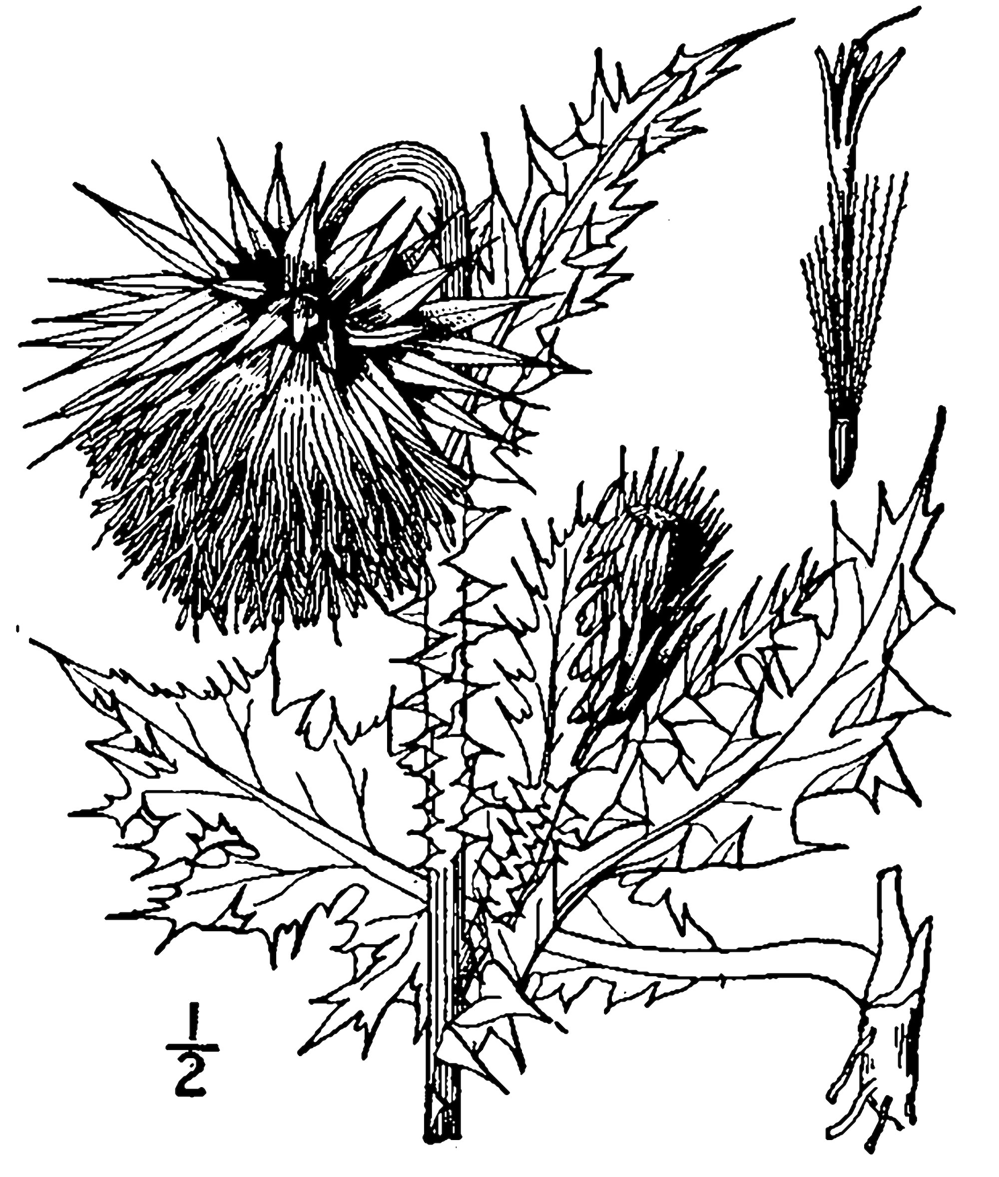 Happy thistle coloring page