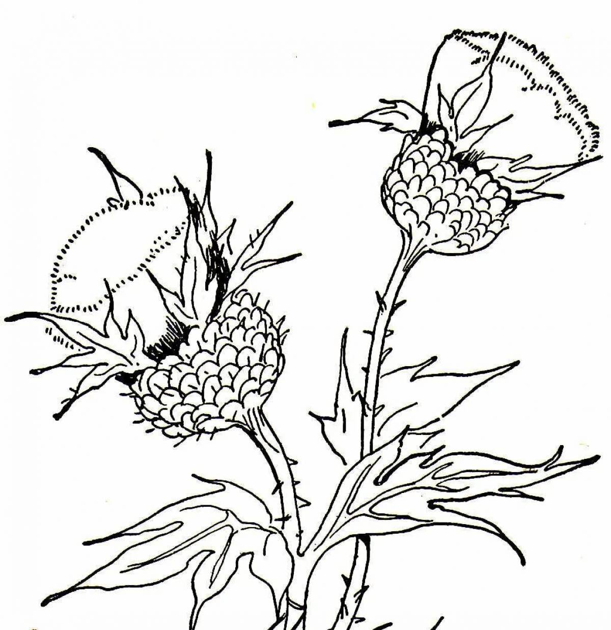Exotic thistle coloring page