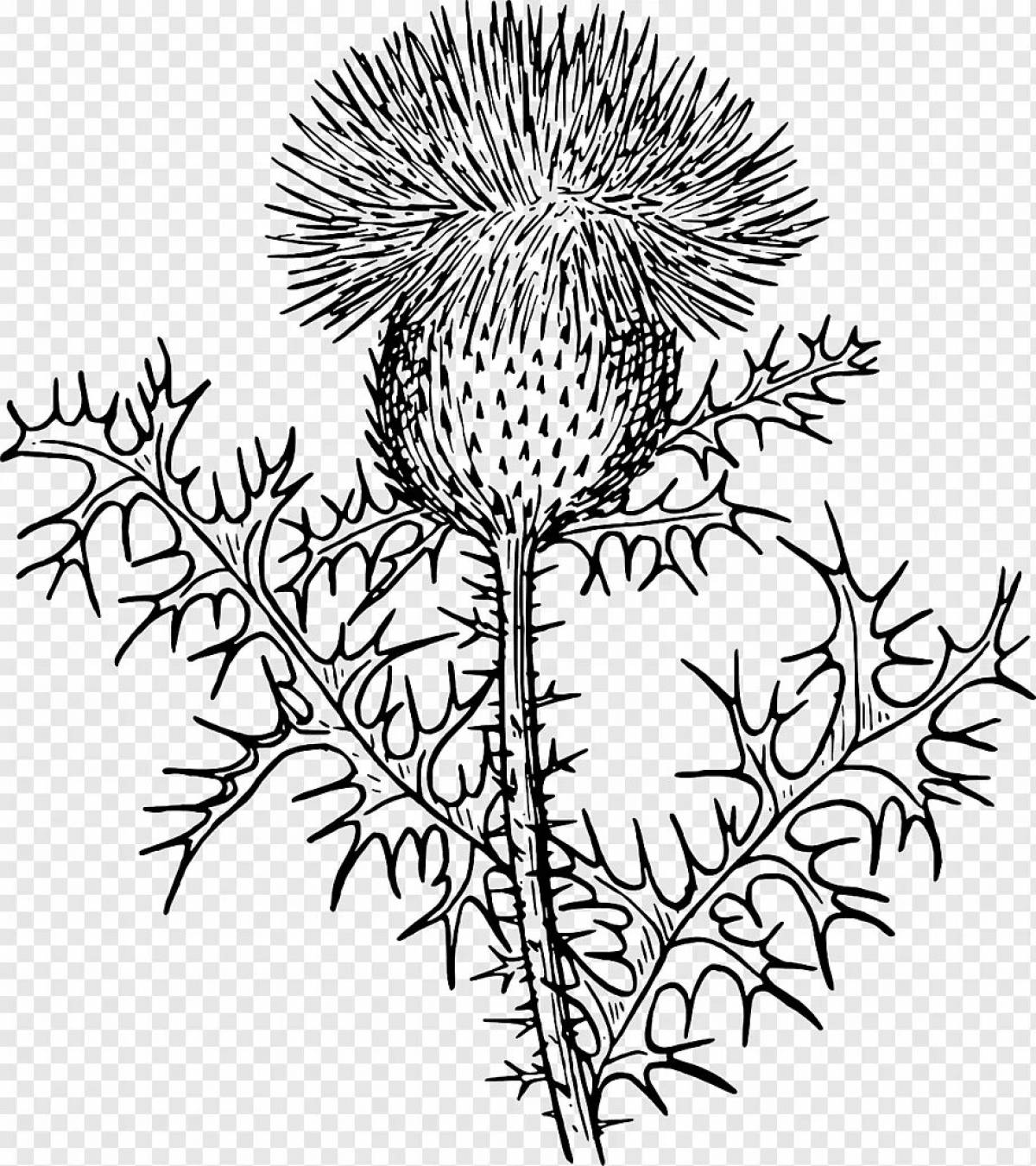 Coloring mystical thistle