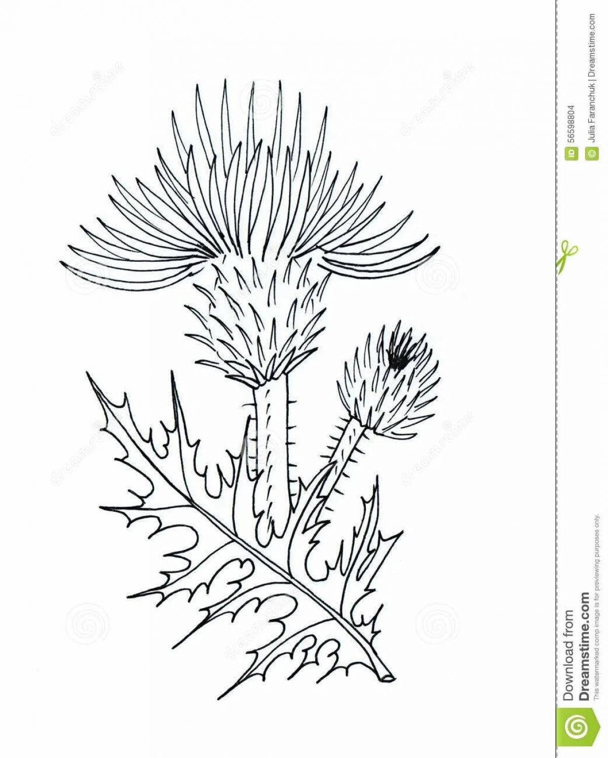 Intriguing thistle coloring book