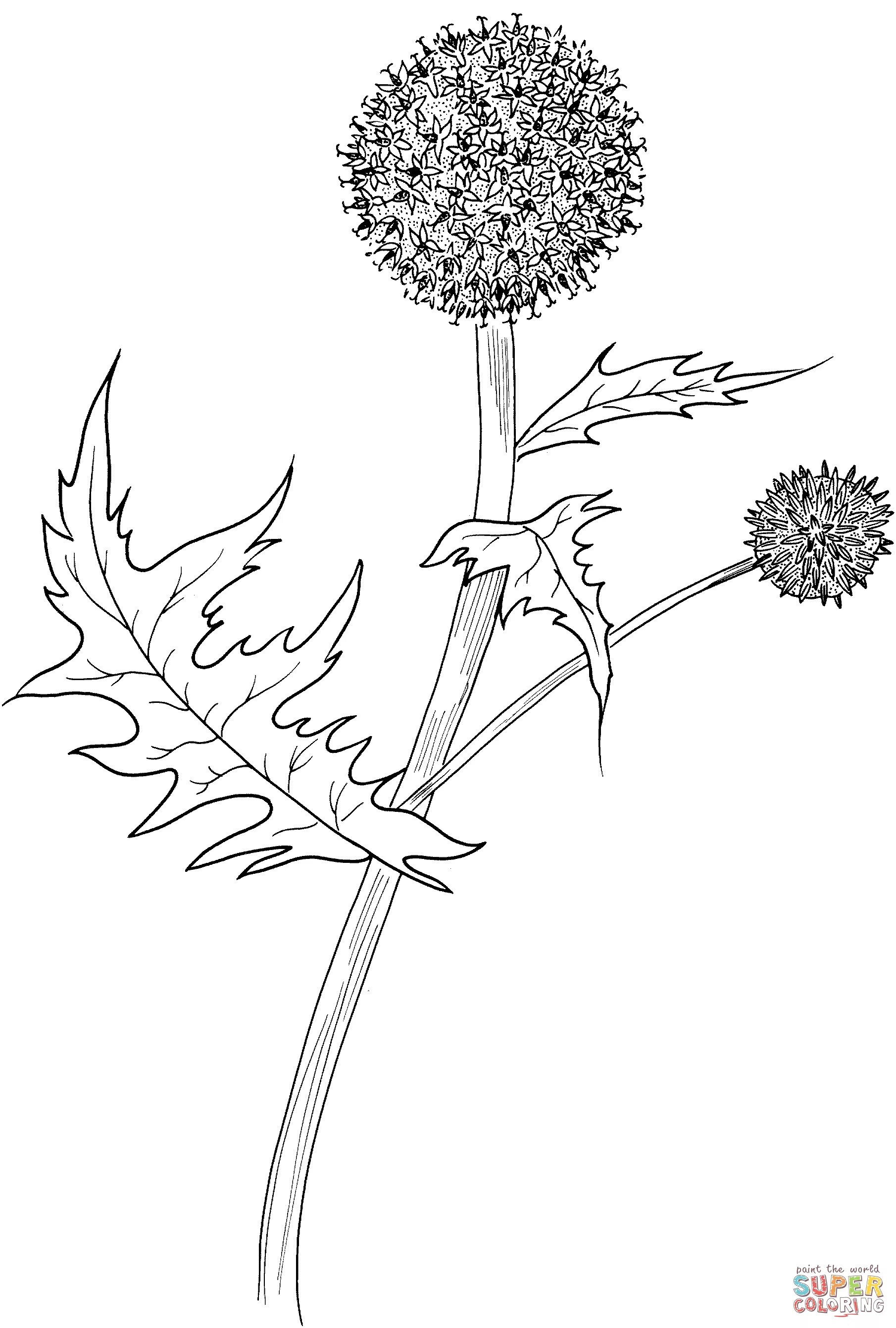 Non-traditional thistle coloring