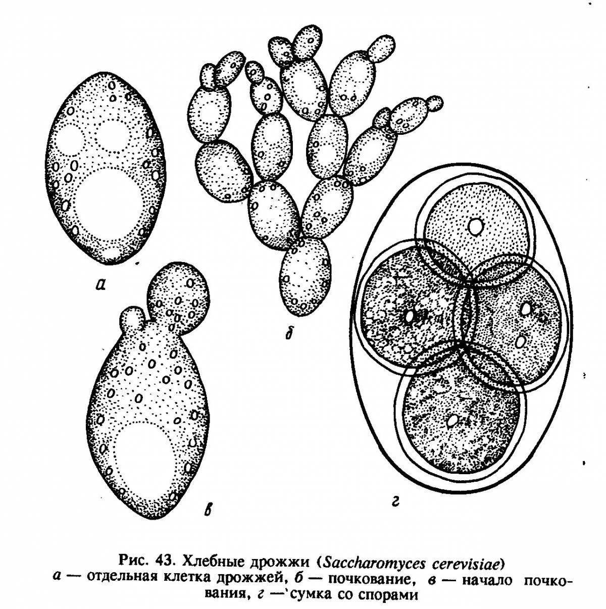Дрожжи рисунок биология