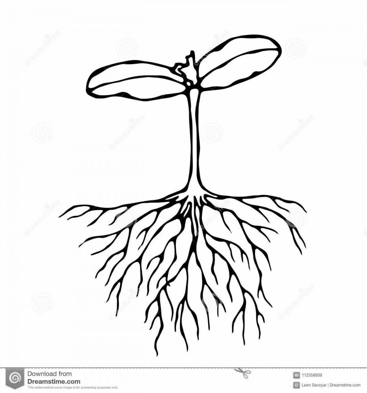 Контур растения корень
