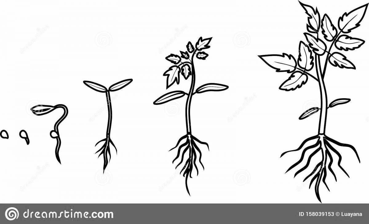 Раскраска этапы роста растения