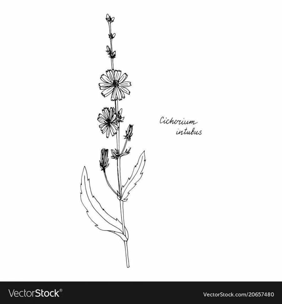 Цикорий рисунок 2 класс окружающий мир