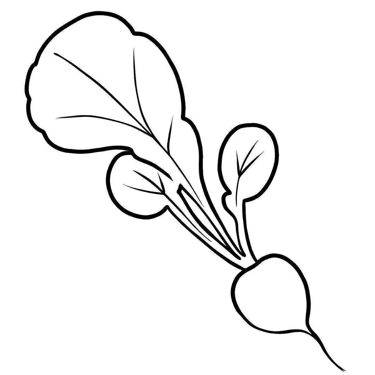 Photo Coloring bright radish