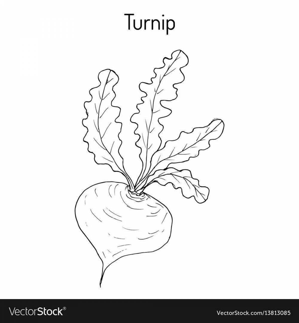 Photo Coloring wild radish