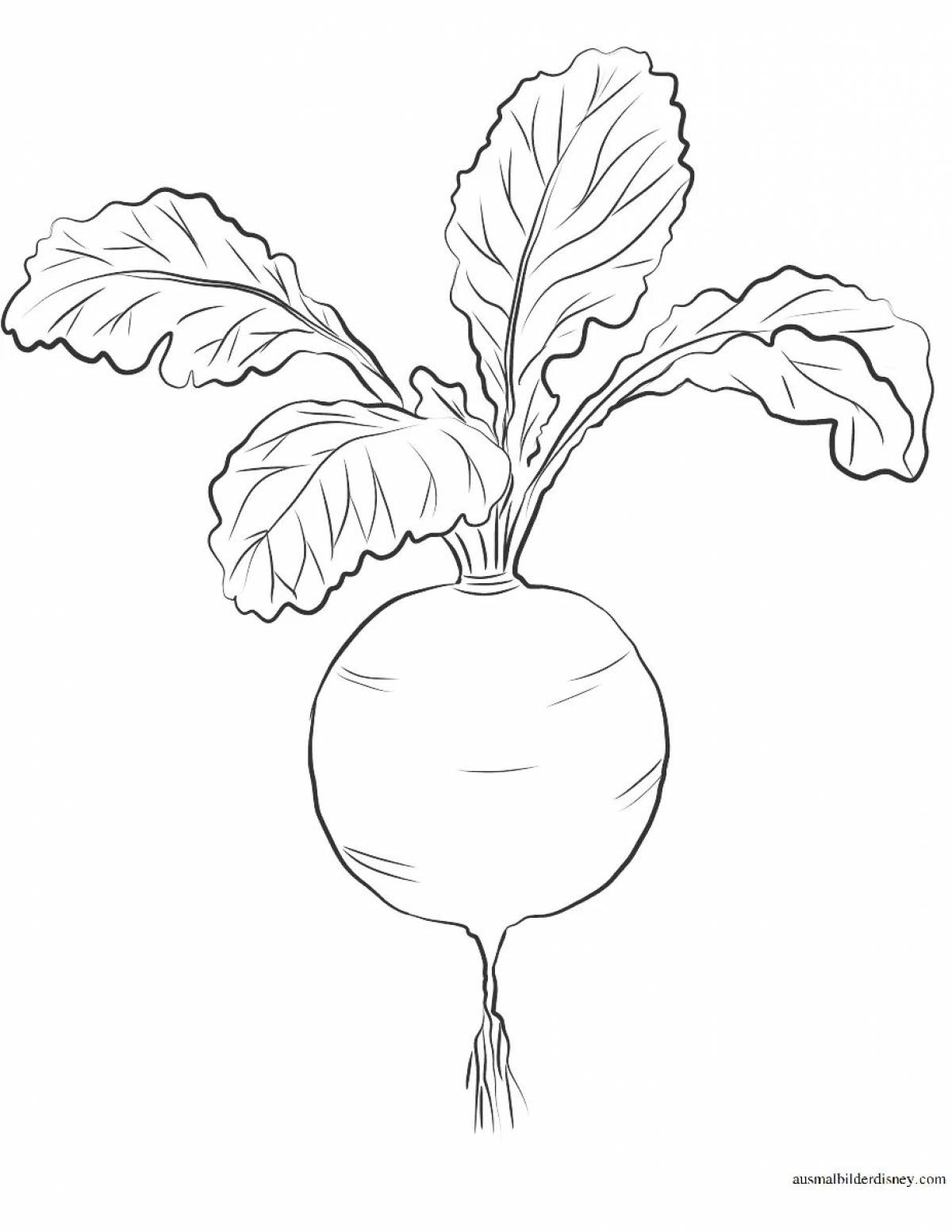 Photo Grand radish coloring book