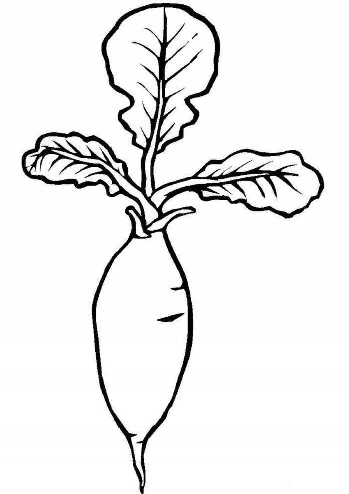 Photo Exquisite radish coloring