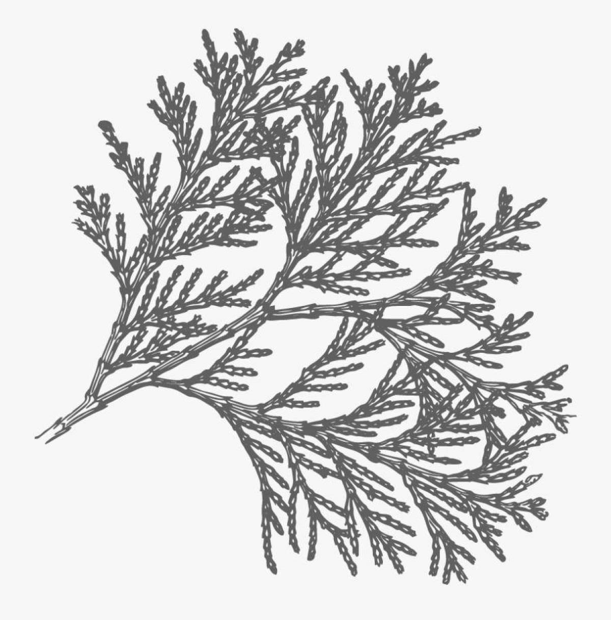 Colorful thuja coloring page