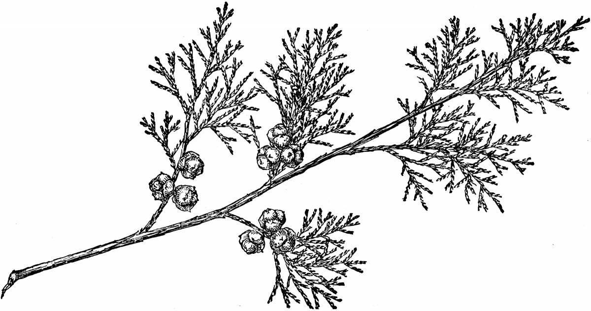 Playful thuja coloring page