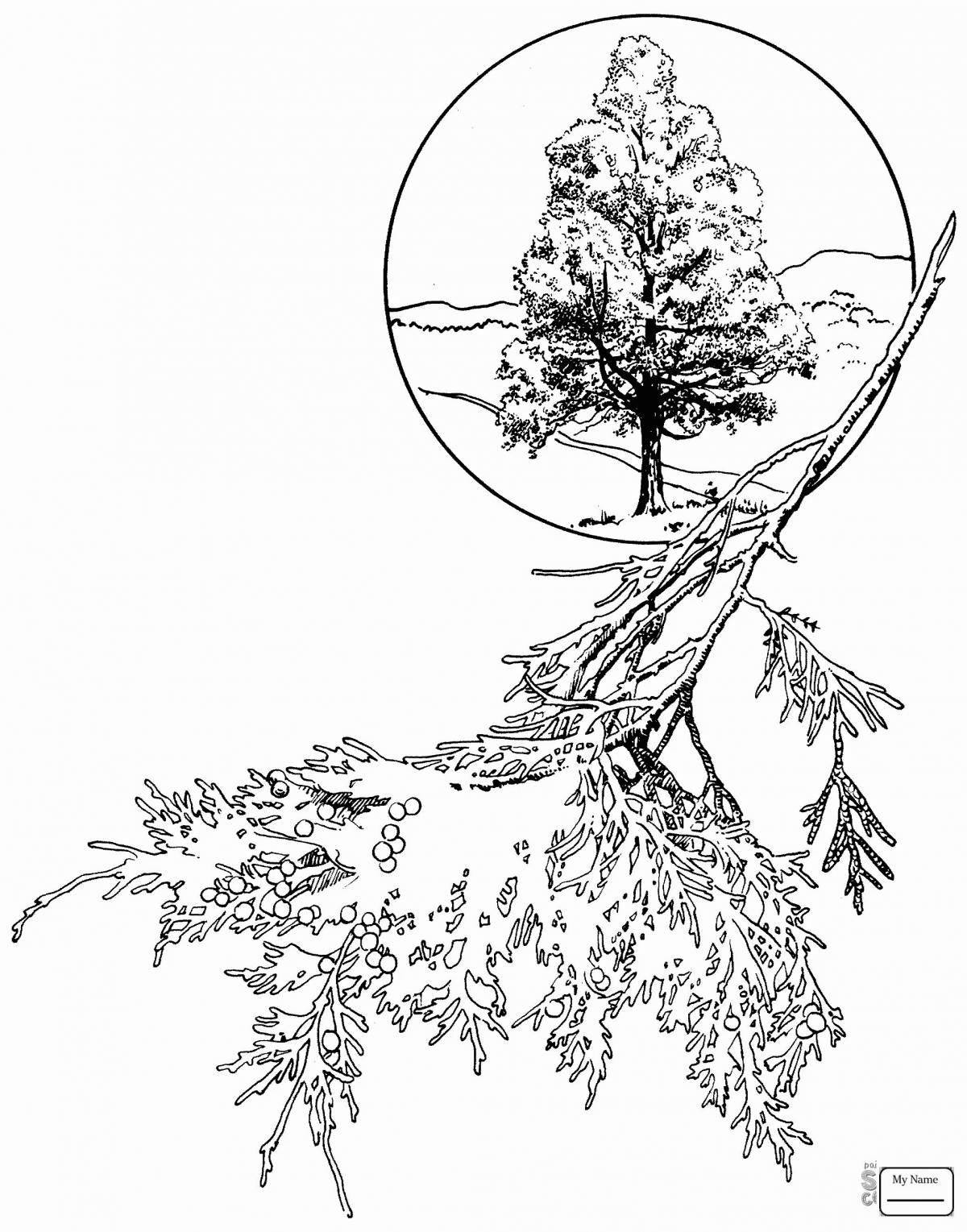 Раскраска Раскраска светящаяся туя