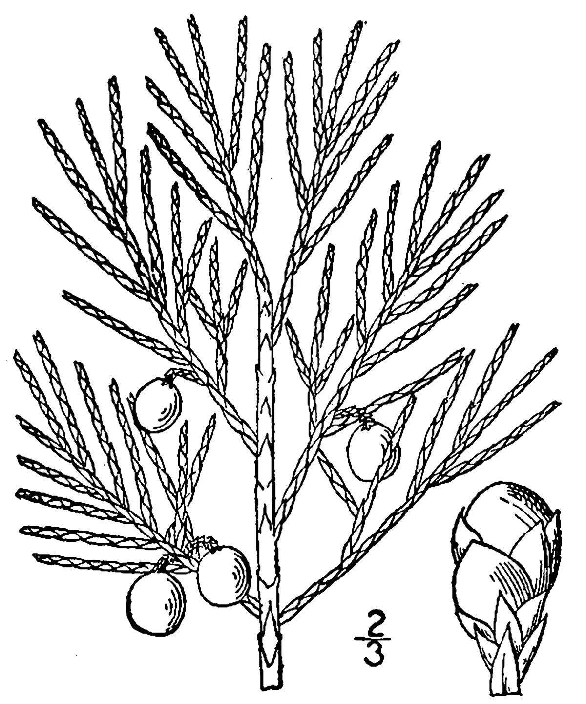 Coloring book charming thuja