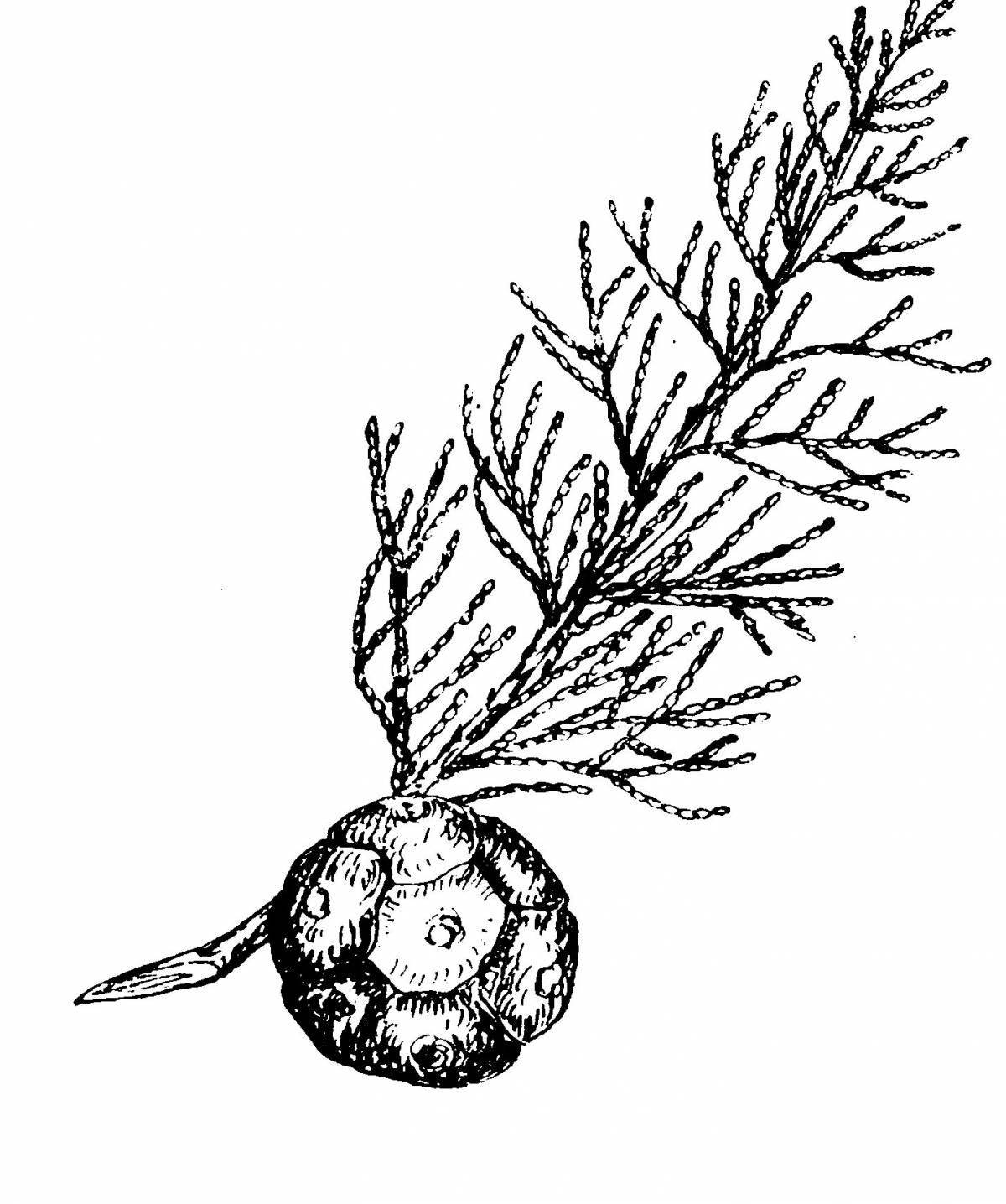 Delightful thuja coloring page