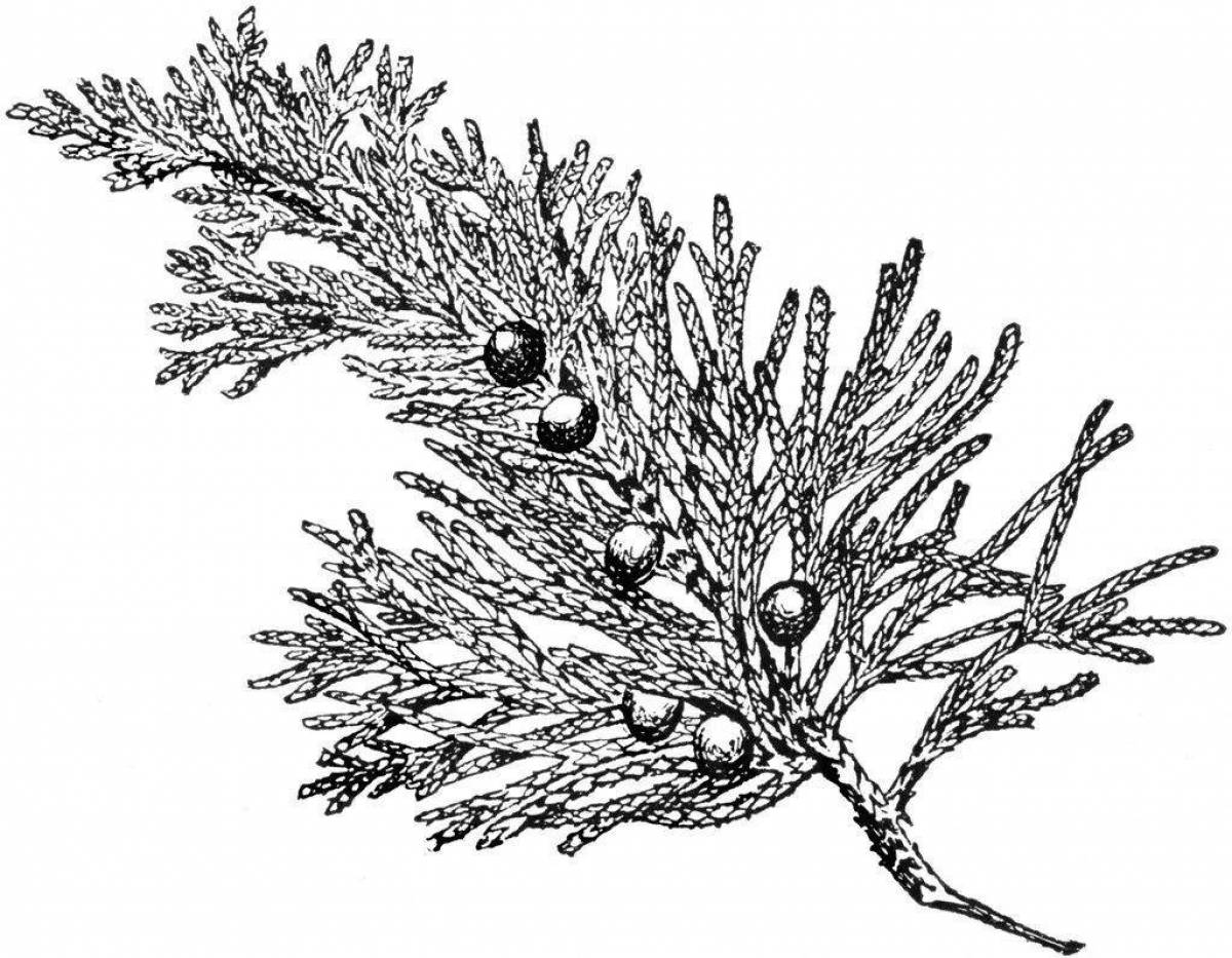 Fancy thuja coloring
