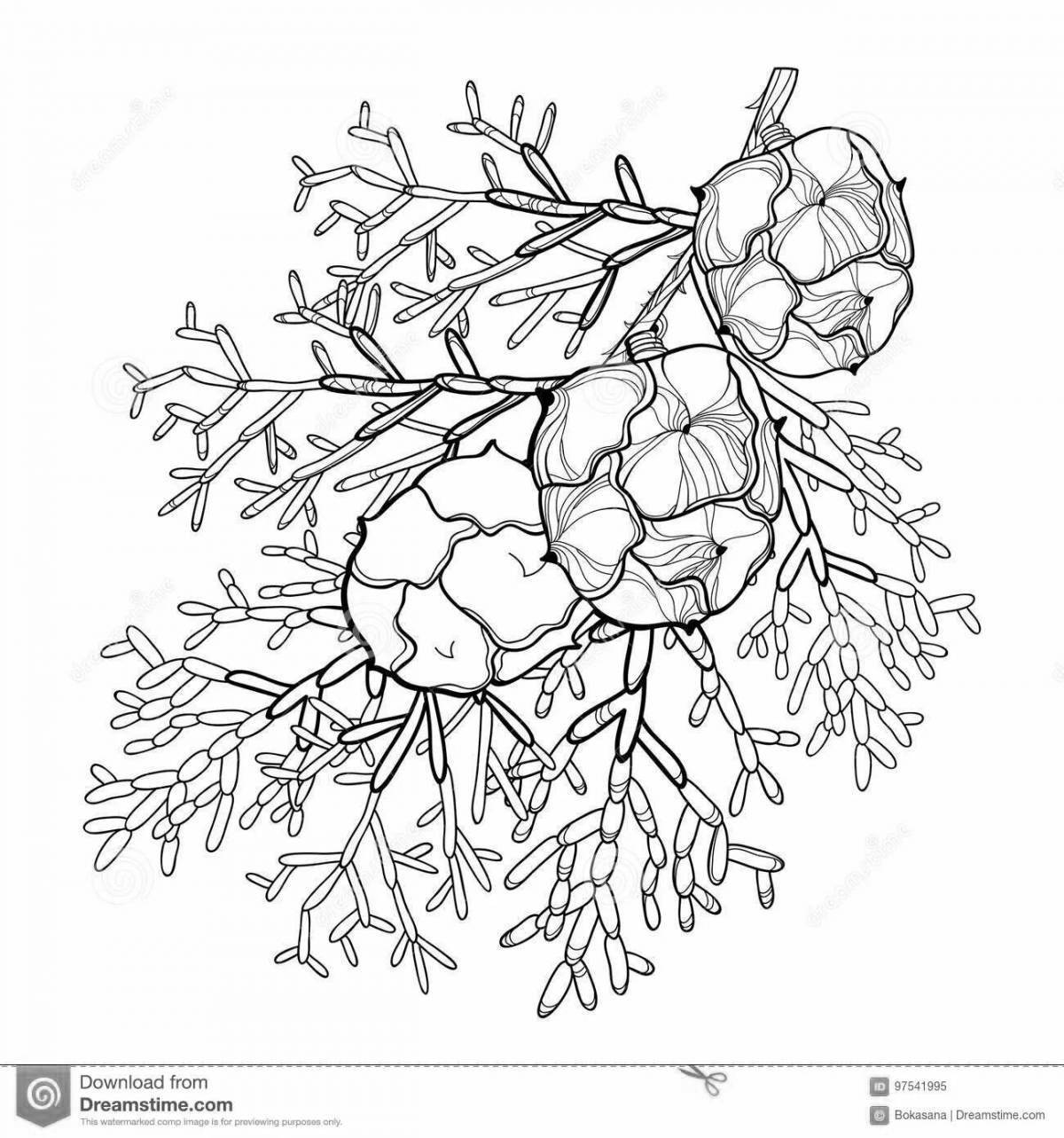 Раскраска Волнующая раскраска туя