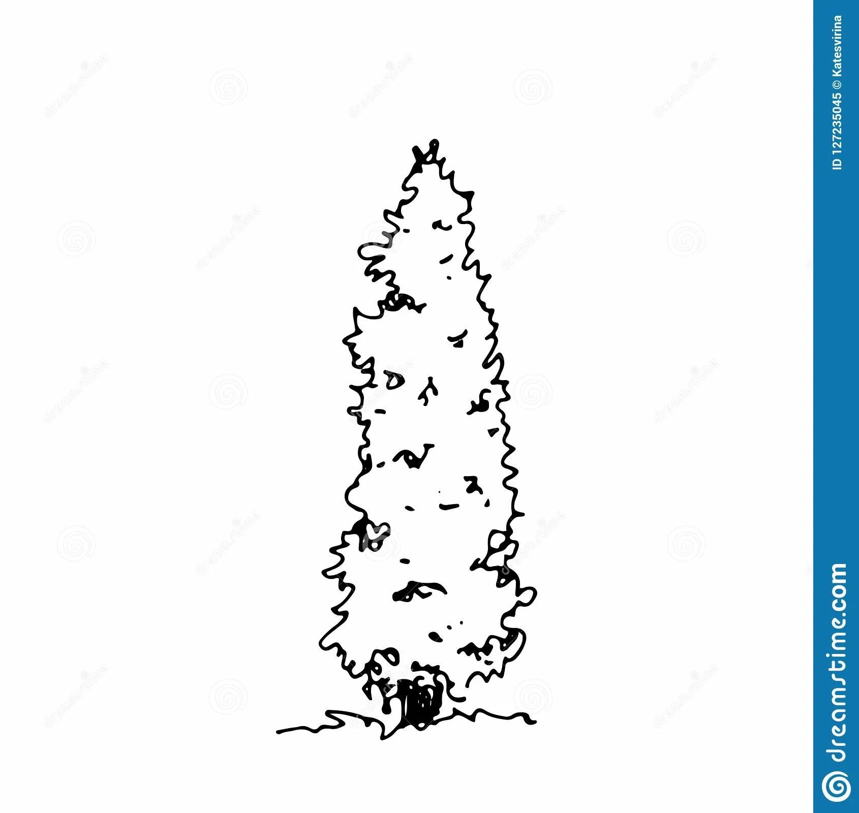 Раскраска Таинственная туя раскраска