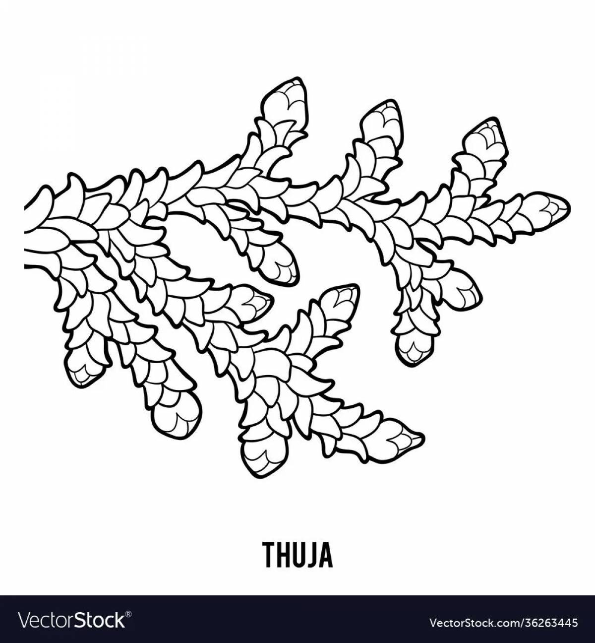 Thuja #4