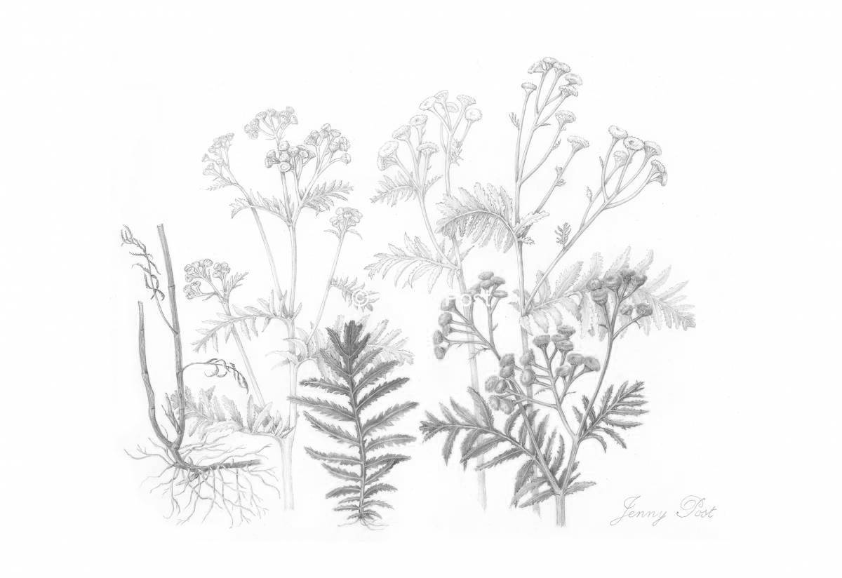 Amazing yarrow coloring page