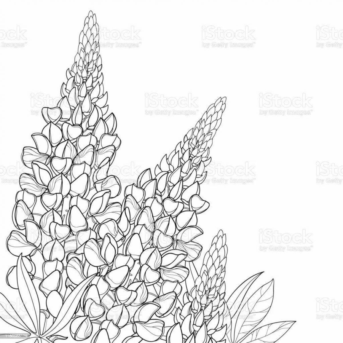 Photo Great sage coloring book