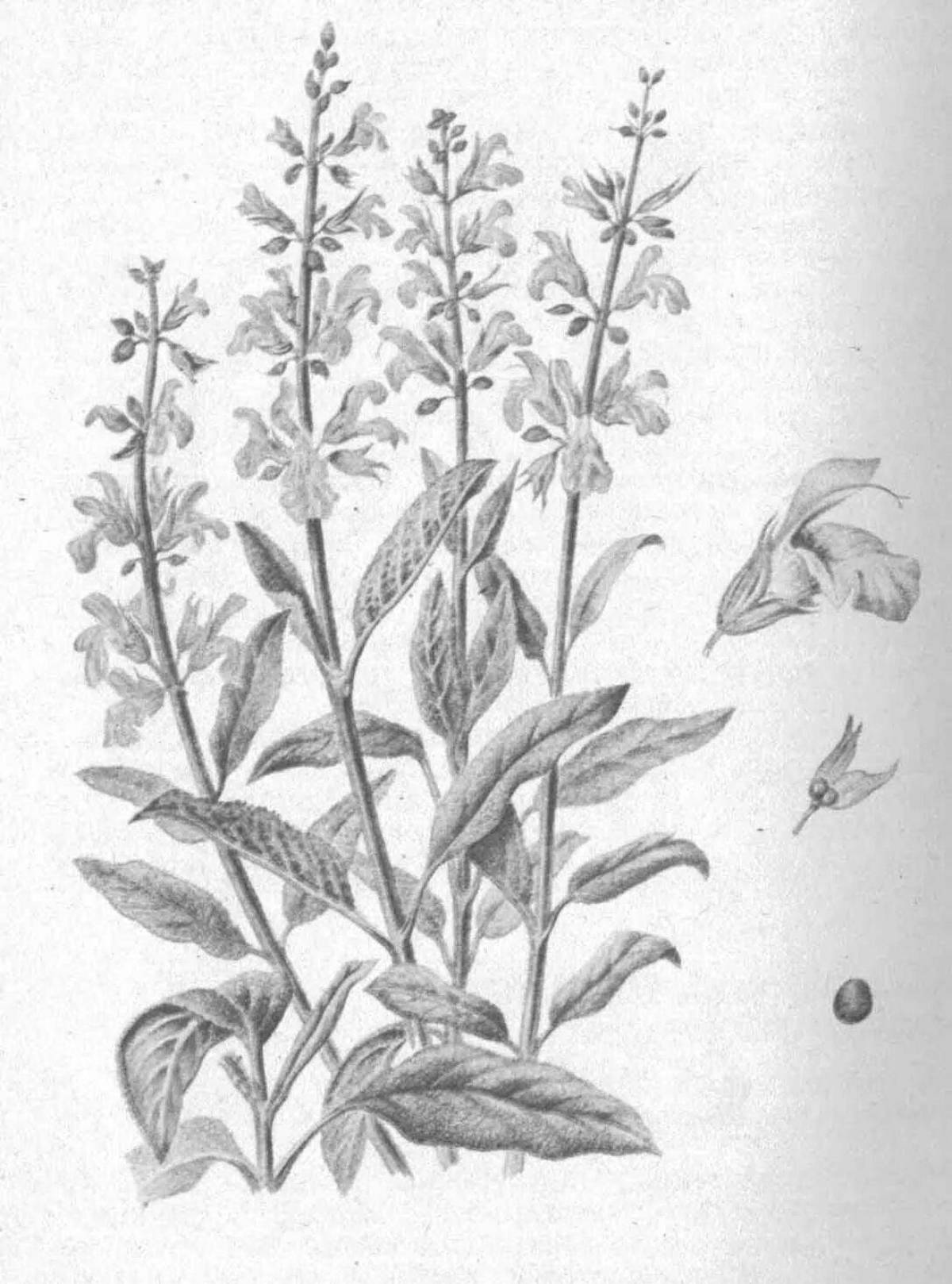 Photo Great coloring sage