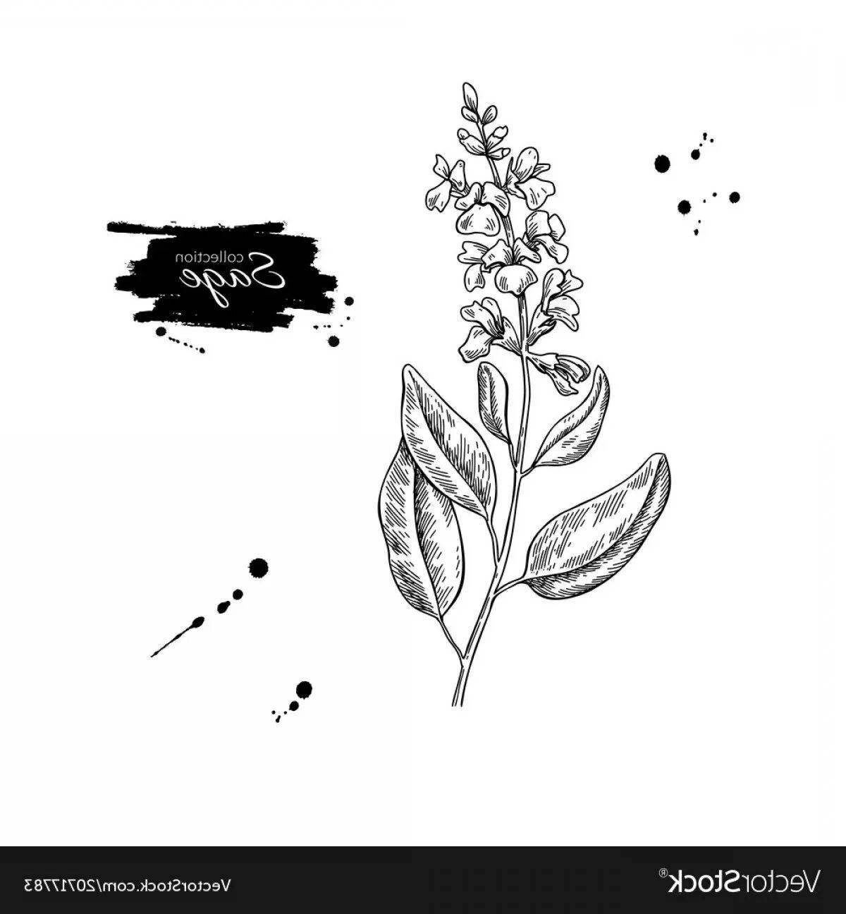 Photo Exquisite sage coloring book