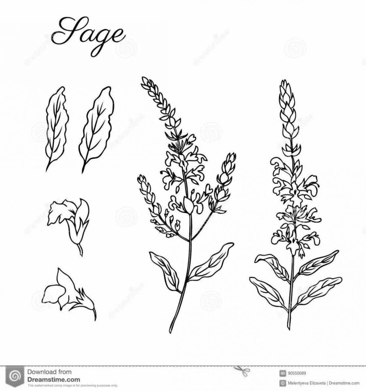 Photo Beautiful sage coloring