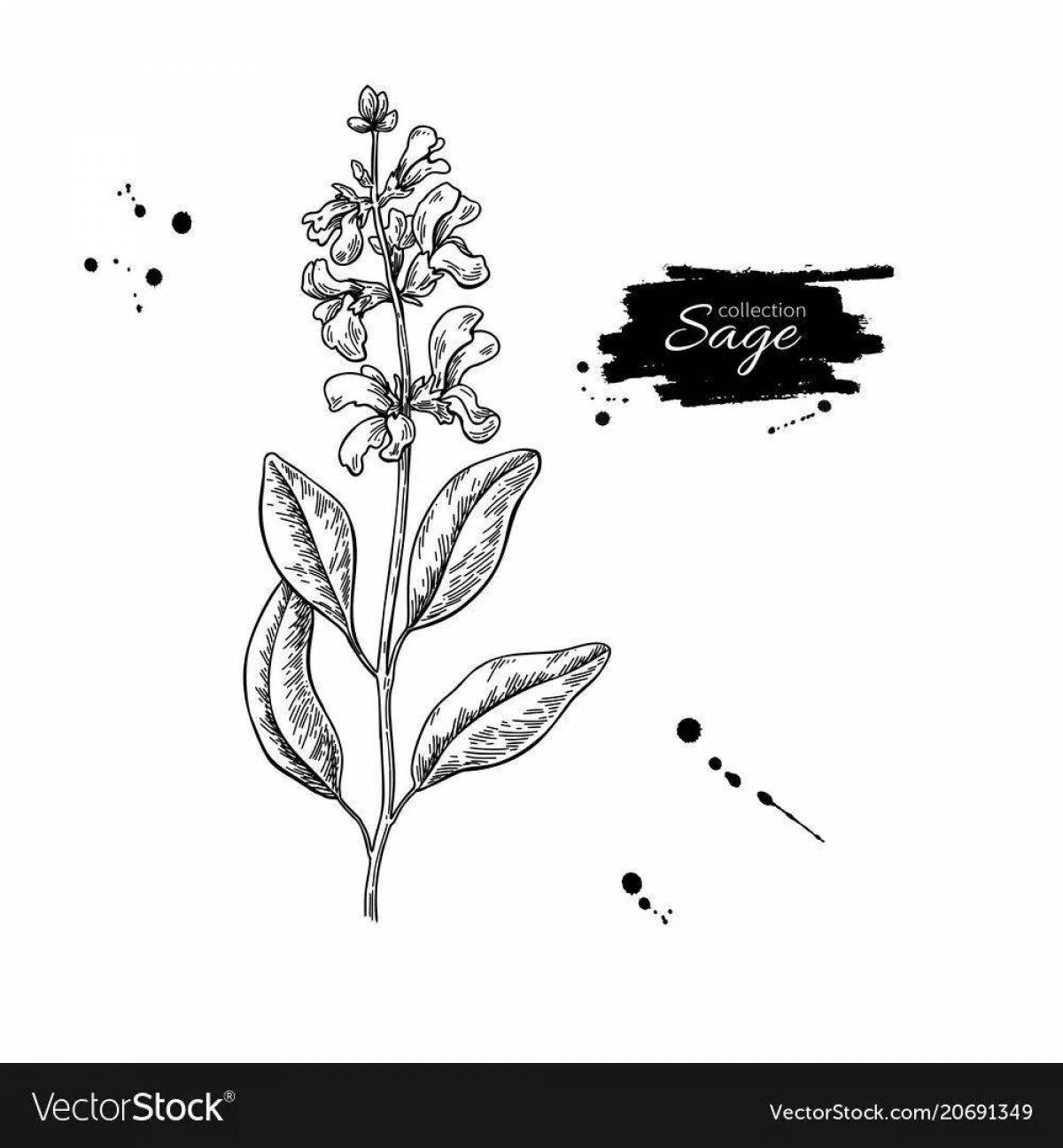 Photo Sparkling sage coloring book