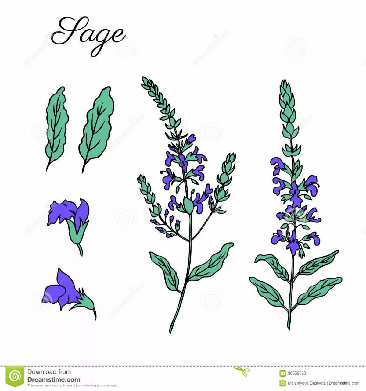 Photo Dazzling coloring sage